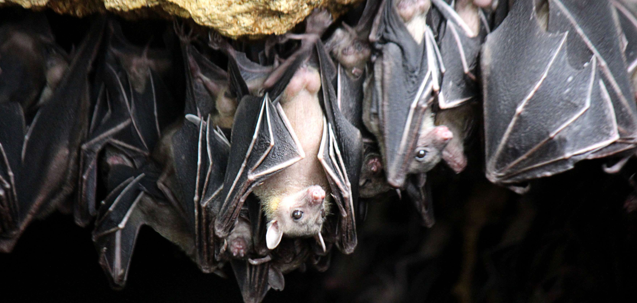 Colonie de chauves-souris. © Gregorio B. Dantes Jr./Pacific Press/Sipa