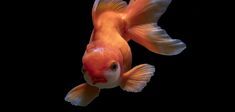 Goldfish-Unsplash