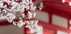 La philosophie japonaise des cerisiers en fleur