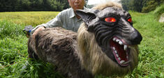 Au Japon, des robots loups pour se protéger des ours : ingéniosité ou perte d’humanité ?