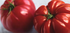 Rousseau contre les tomates en hiver
