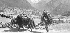 La périlleuse réappropriation culturelle de l’Himalaya par les sherpas