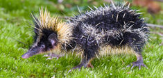 Tenrec zébré, le mammifère qui “vibre” comme un insecte