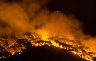"Protéger nos forêts, c’est aussi préserver des souvenirs et des rêves"