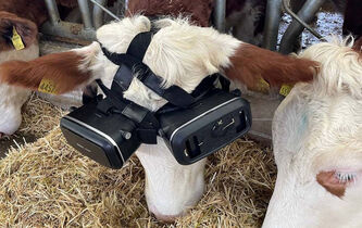 Réalité virtuelle : les vaches sont-elles si dupes ?