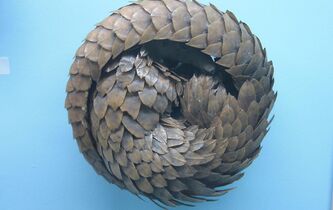 Peter Singer et Paola Cavalieri : “Une opportunité de modifier notre attitude envers les espèces non humaines”