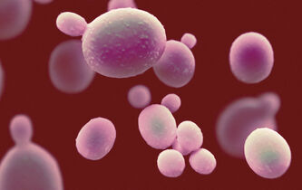 Candida Auris. Spores de peur