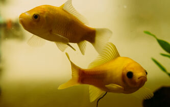 Penser comme un poisson dans l’eau