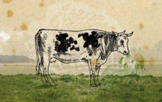 Pourquoi l’image d’une vache se détache-t-elle du pré qu’elle broute ?