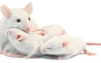 Existe-t-il des neurones de l’instinct parental ?