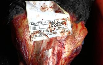 Abattoirs : faut-il cesser de manger de la viande pour respecter le droit animal ?