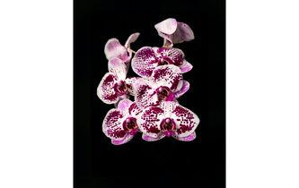 Hedwig Conrad-Martius, “L’Âme des plantes”