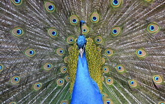 Qu’est qu’être beau ?