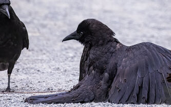 La corneille et les fourmis, une fable sans morale