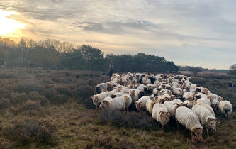 Pour une esthétique de tous les sens