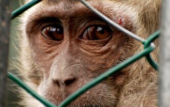Animaux, droits dans les yeux