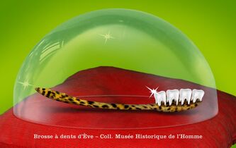 L’animal qui se lavait les dents