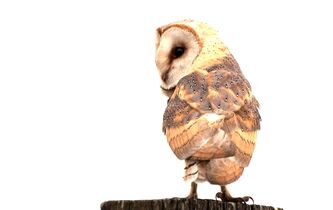 Parce qu’ils sont beaux