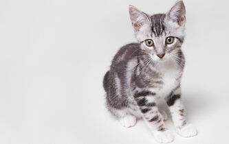 Pourquoi aimons-nous les animaux ?