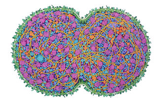La cellule minimale, clef de l’évolution ?