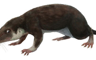 Les mammifères sont-ils vraiment “les animaux les plus parfaits” ?