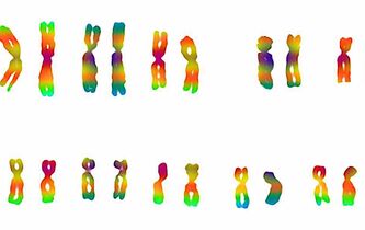 Le chromosome Y du mâle va-t-il disparaître ?