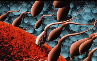 L’infertilité masculine, entre injustice scientifique et tabou intime