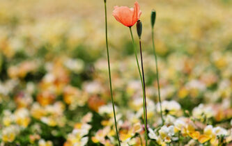 “Jardins en mouvement” : pour une nouvelle temporalité de la floraison en ville