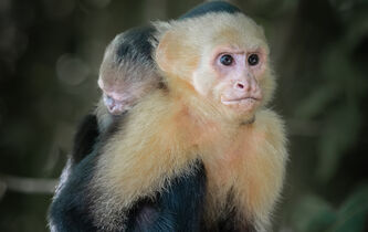 Les singes savent-ils vraiment utiliser des outils comme les humains ?