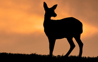 “Bambi”, un conte sanglant… et philosophique
