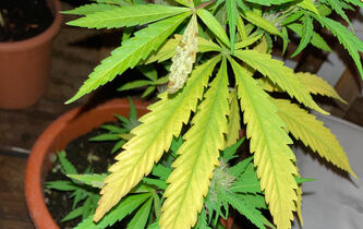 Légalisation du cannabis : par-delà le bien et le mal