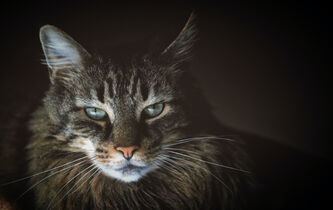 Les chats, des créatures philosophiques ?