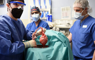 Greffe d’un cœur de porc : les enjeux d’une prouesse médicale