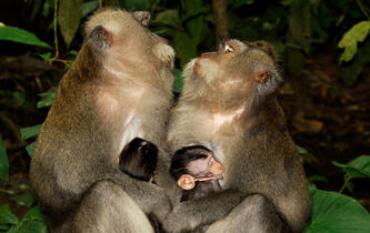 Le macaque est-il un suppôt de l’économie libérale ?