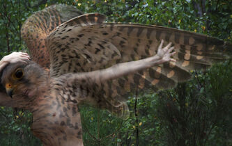 Jean-Charles Darmon : “La sagesse relationnelle des ‘Fables’ nous relie au passé et au futur de l’humain”