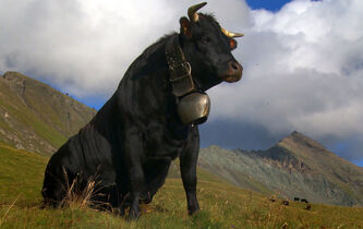 Vedette, la vache qui donnait à penser